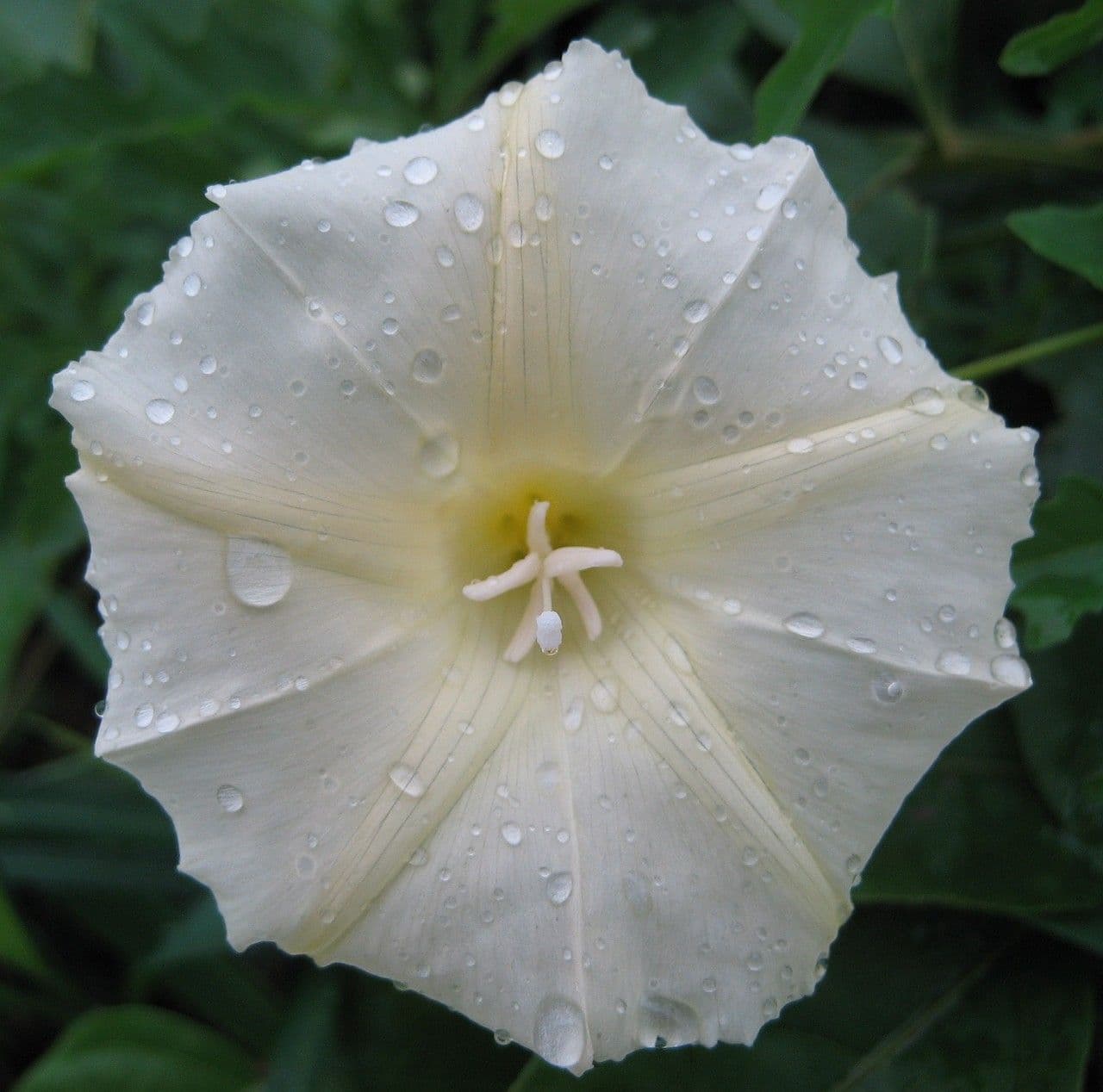 Calystegia 6
