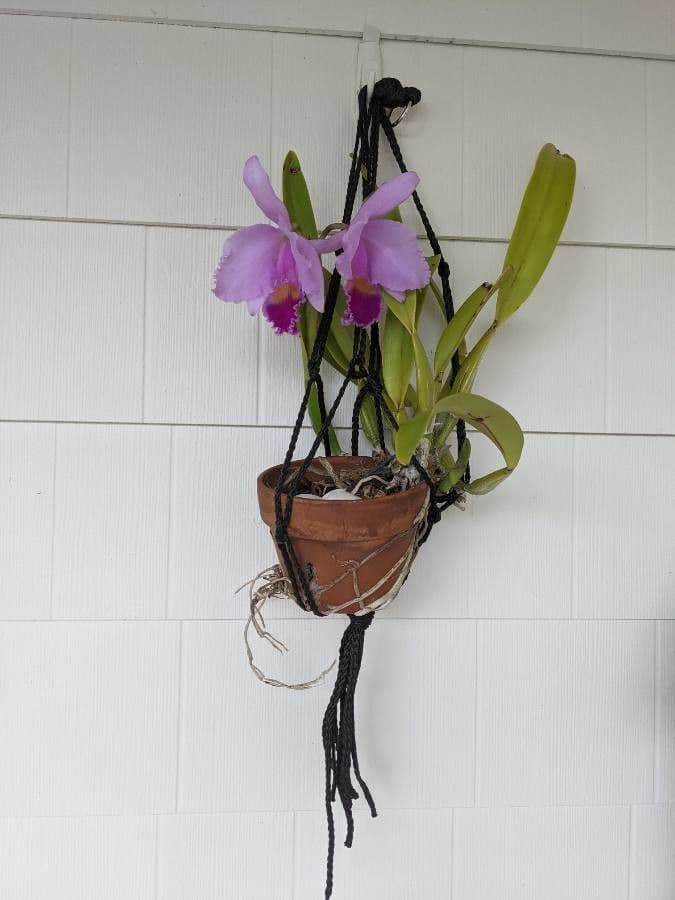 Orchidea di Natale 11