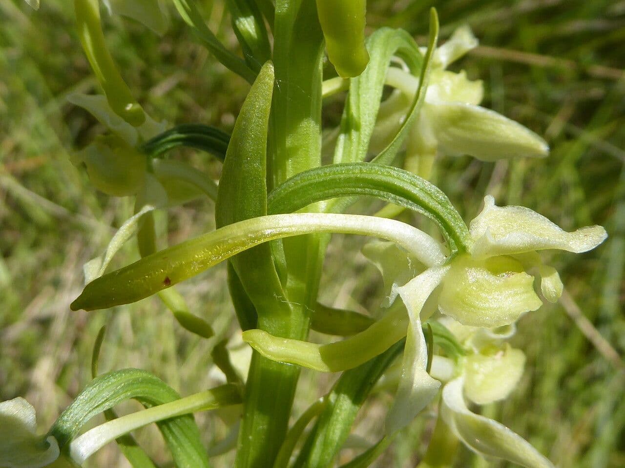 Platanthera algerina 4