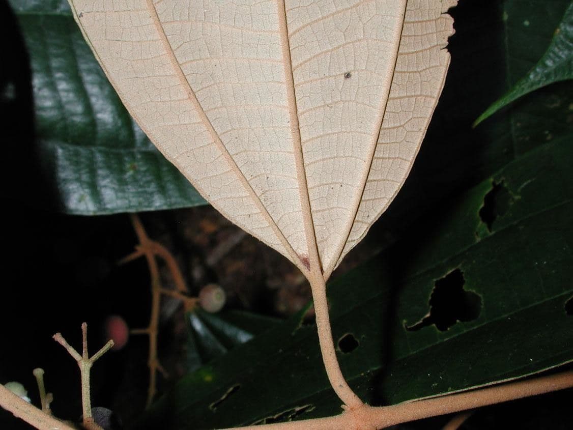 Miconia 7