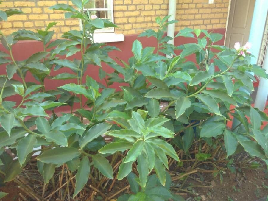 Costus africano 8