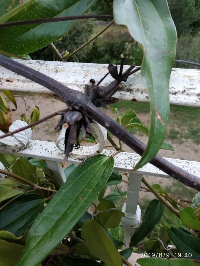 Clematis di Armand 20