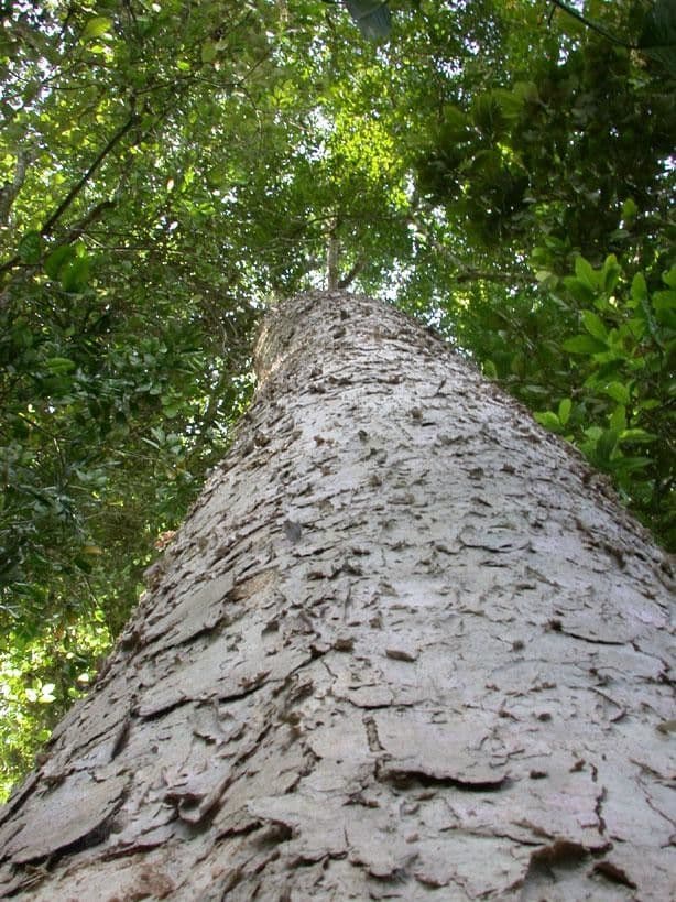 Vochysia guatemalensis 14