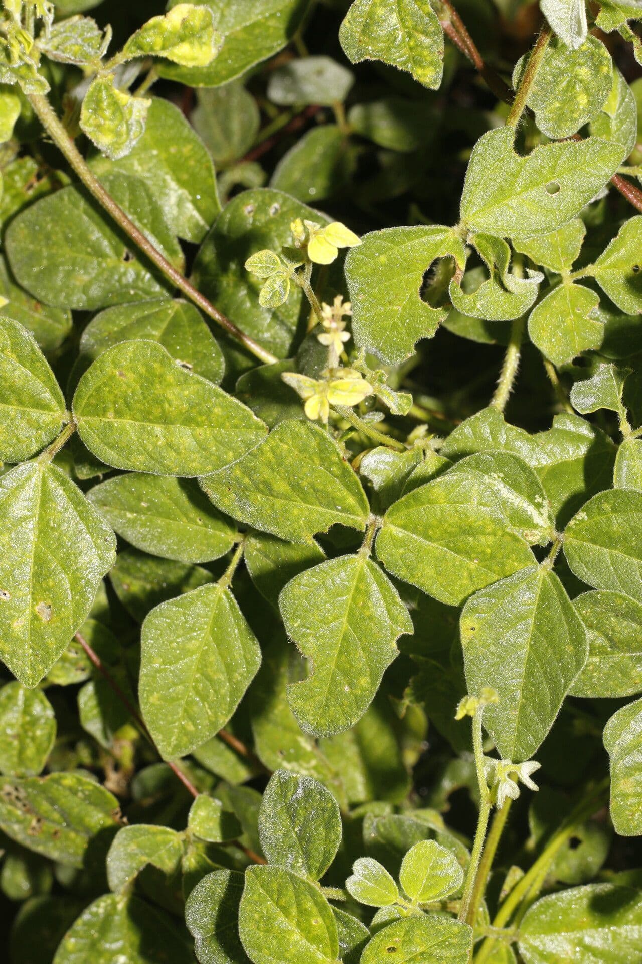 Desmodium cajanifolium 9