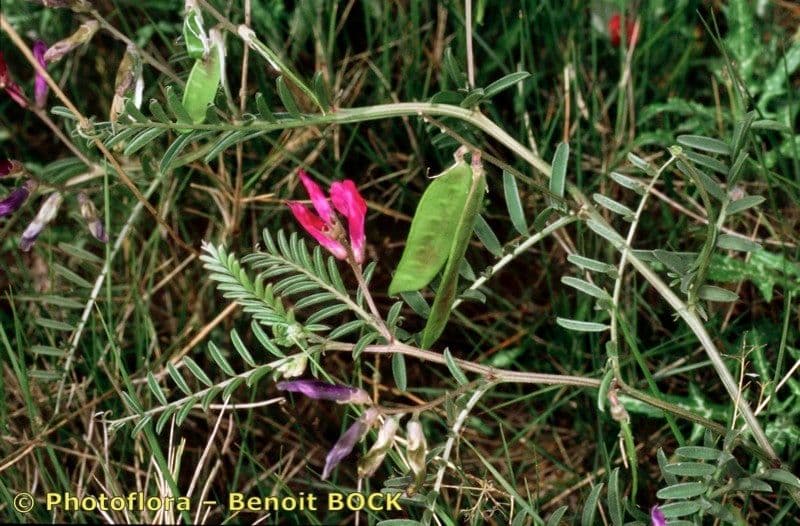 Vesce à une fleur 13
