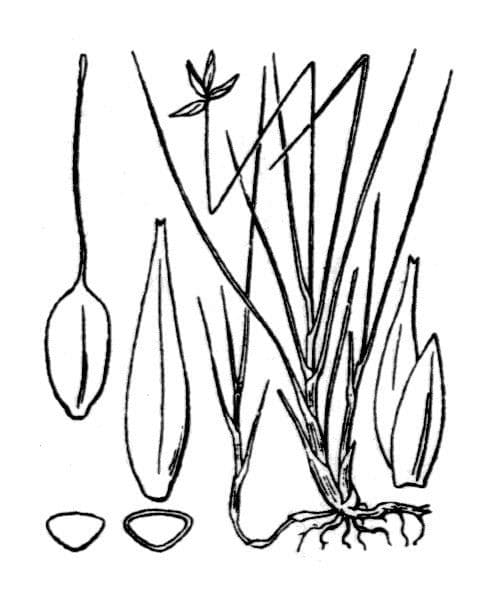 Carice pauciflora 28