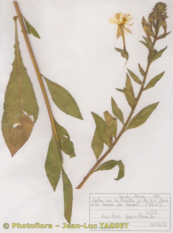 Enagra parviflora 11