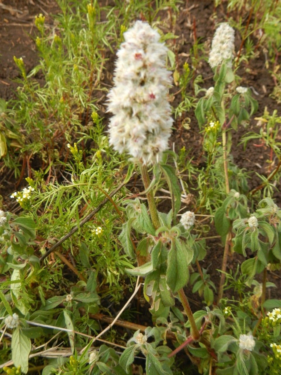 Cyathula 7