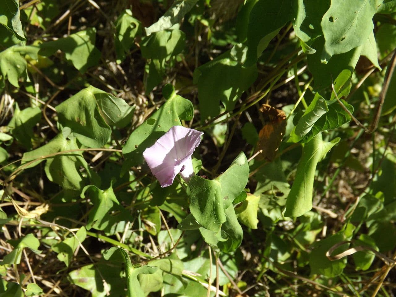 Herzblättrige Prunkwinde 8