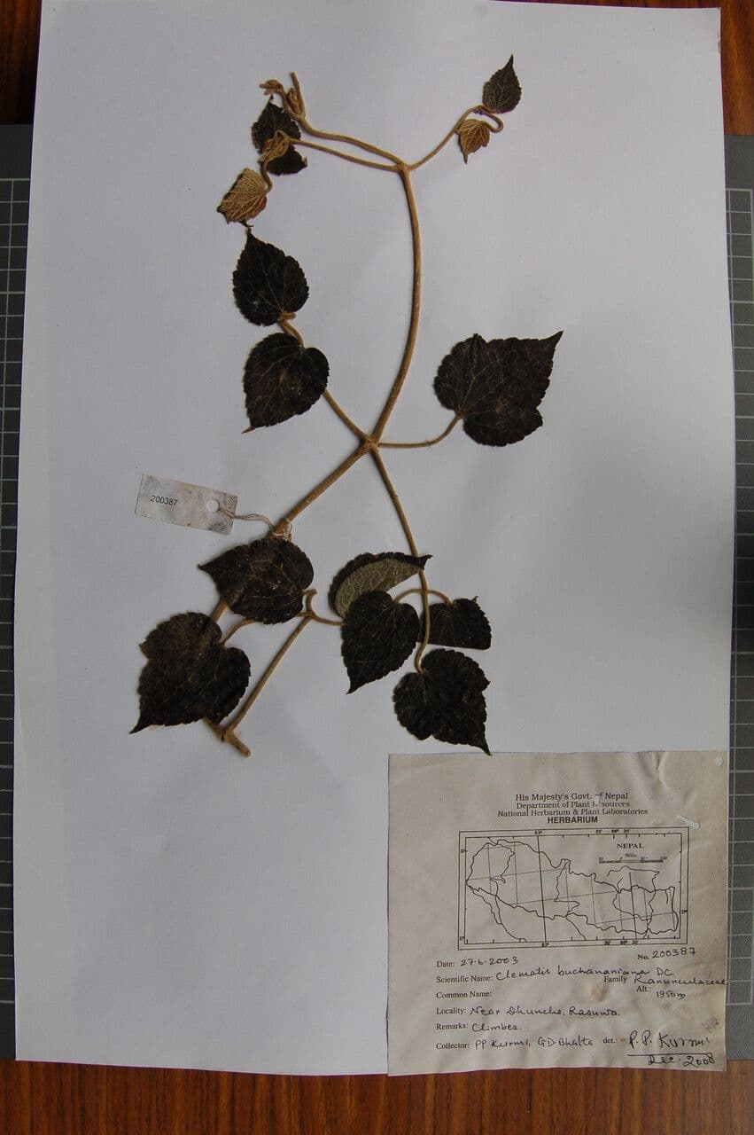 Clematis 11