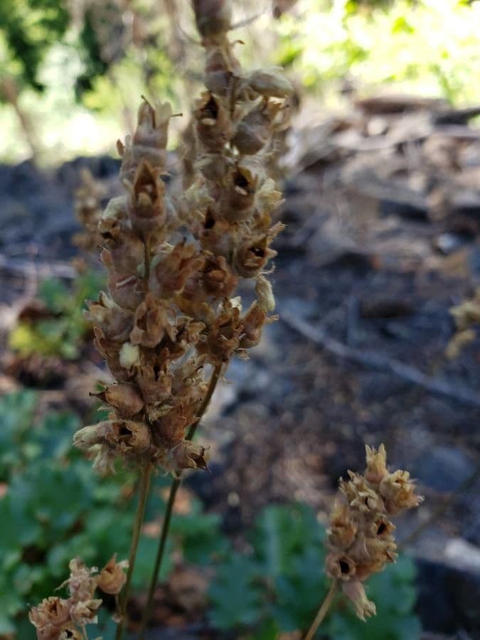 Heuchera cilindrica