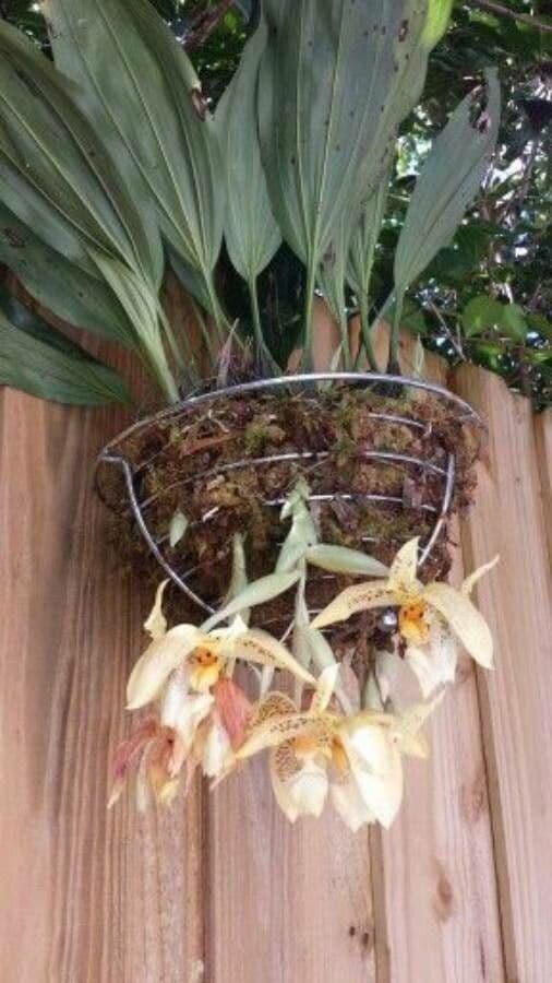 Stanhopea 3