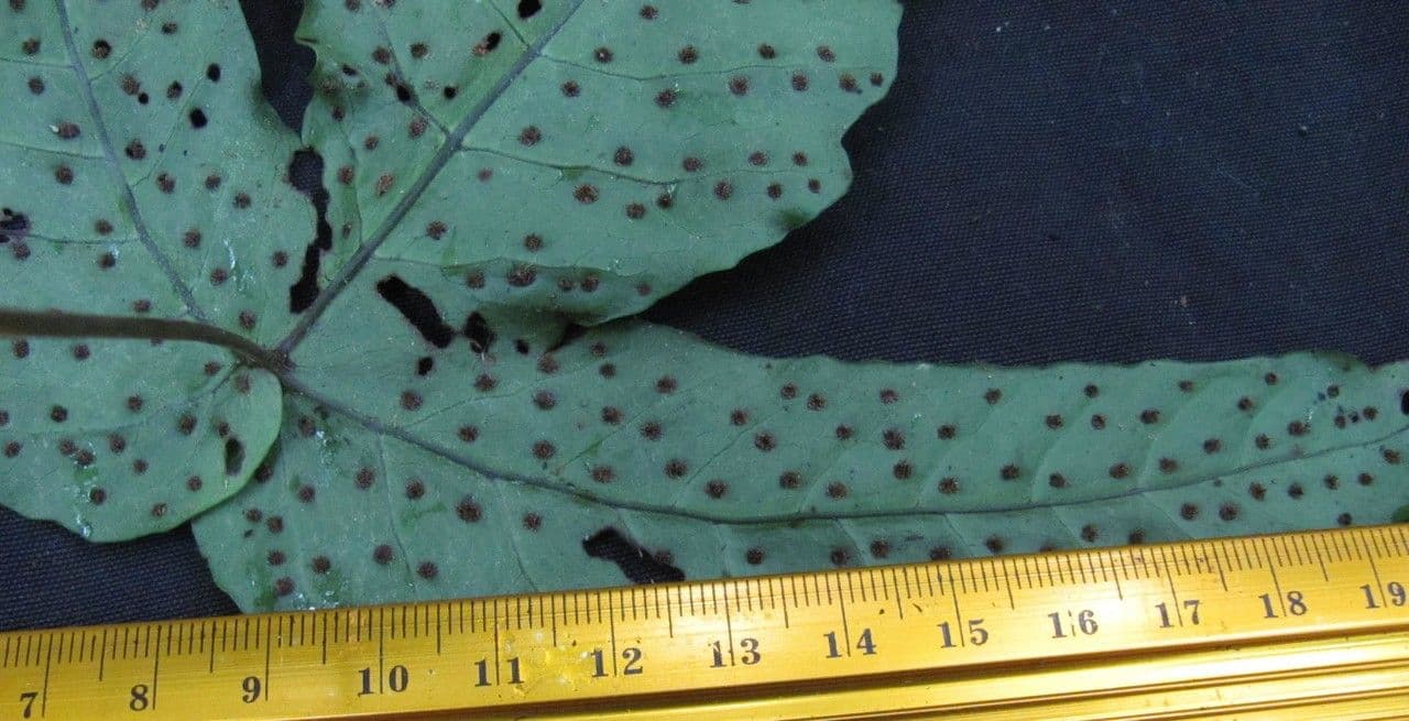 Tectaria heracleifolia 13