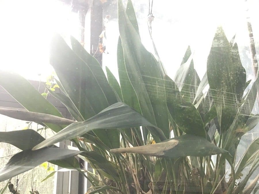 Dendrochilum 13