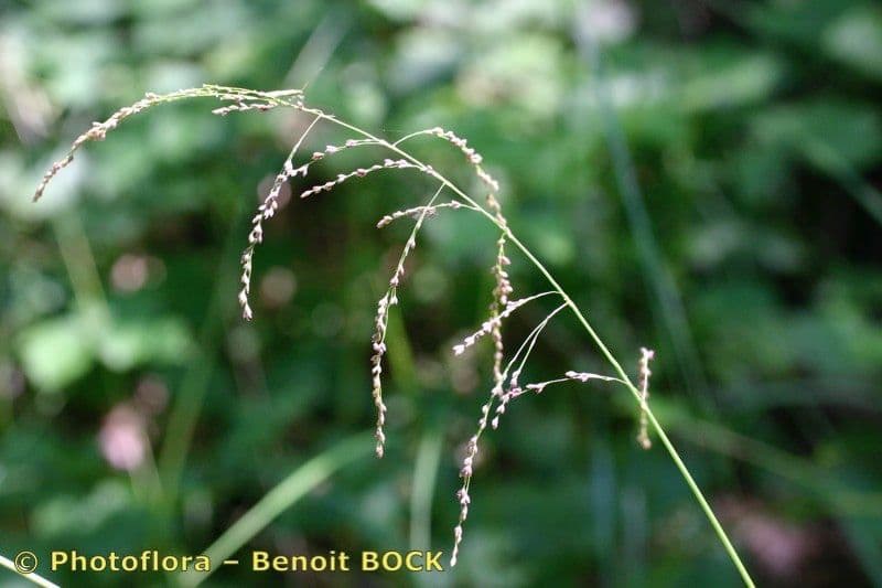 Glyceria striata 2