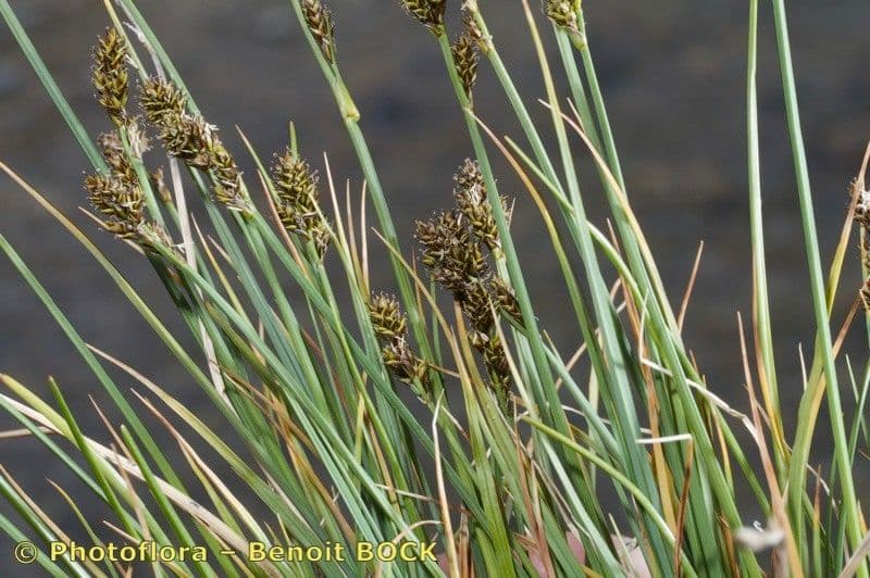Carex di Lachenal 12