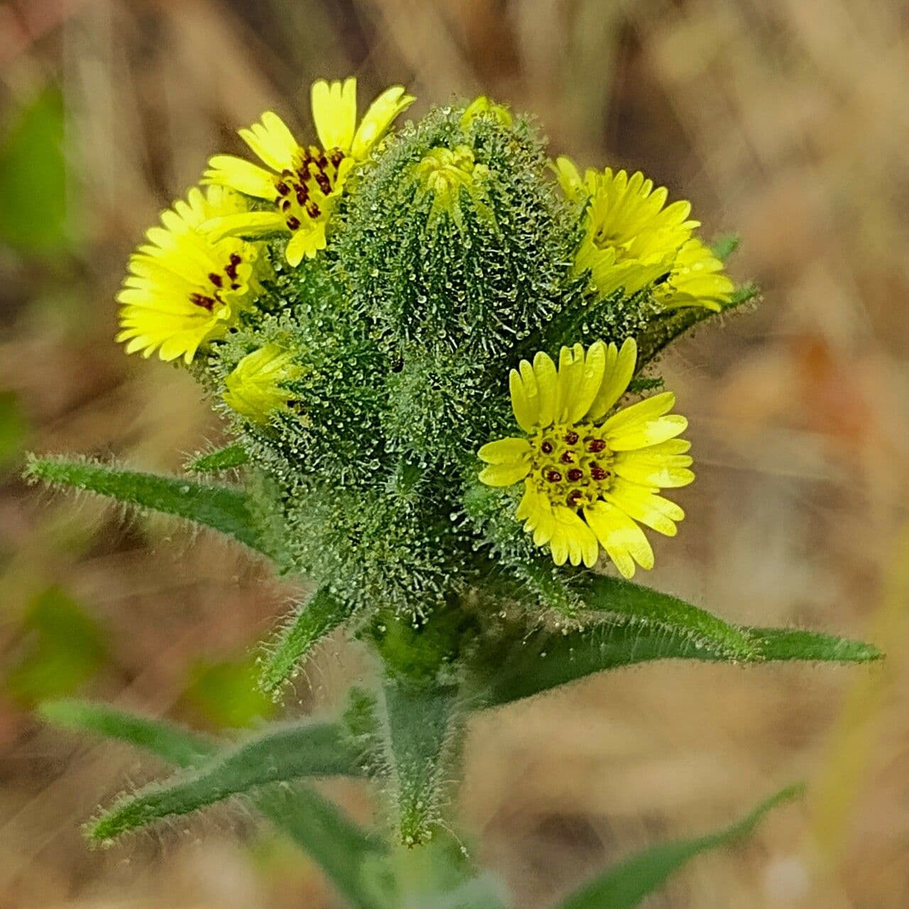 Madia 10