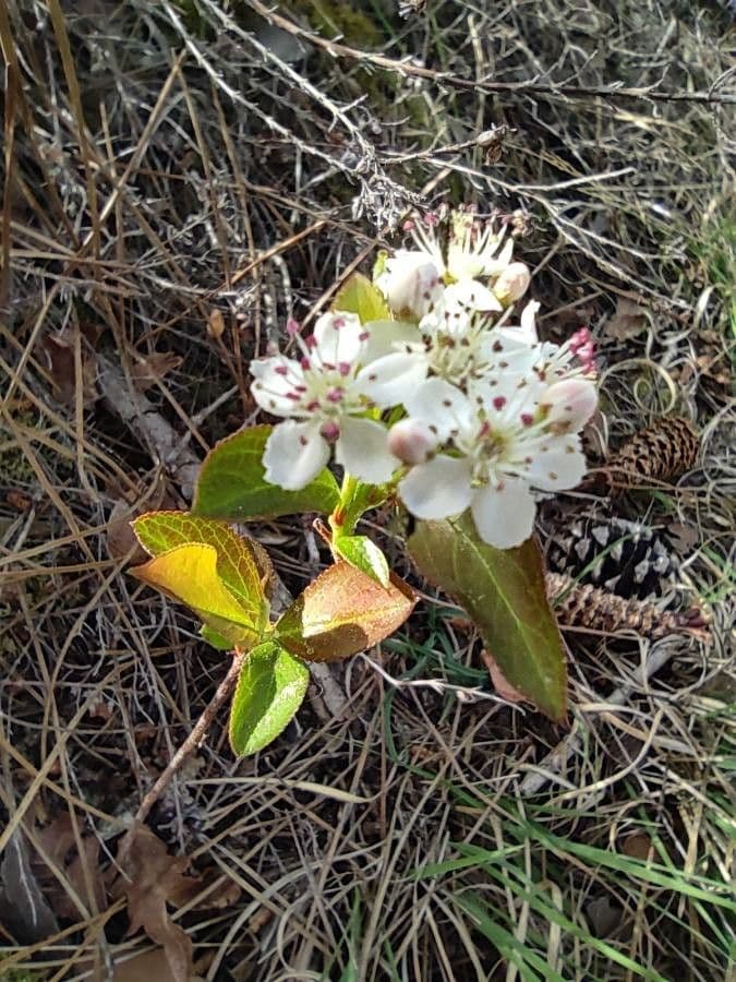 Aronia nera 6