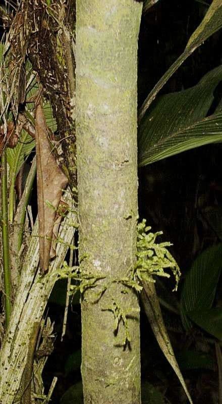 Herrania 14