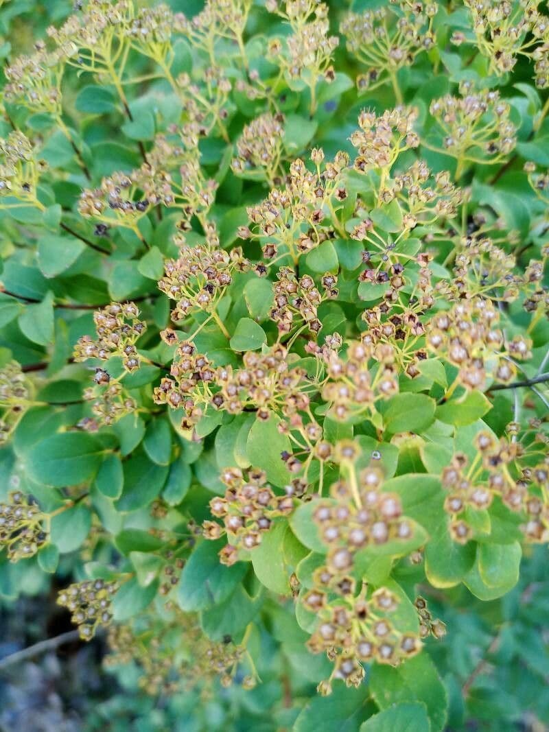 Spirea trilobata 3