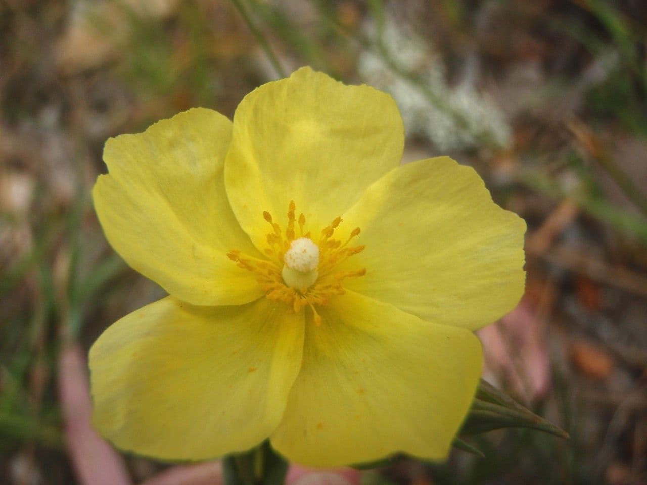 Tuberaria 5