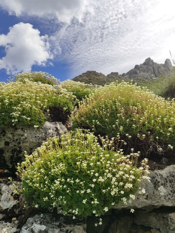 Saxifraga 3