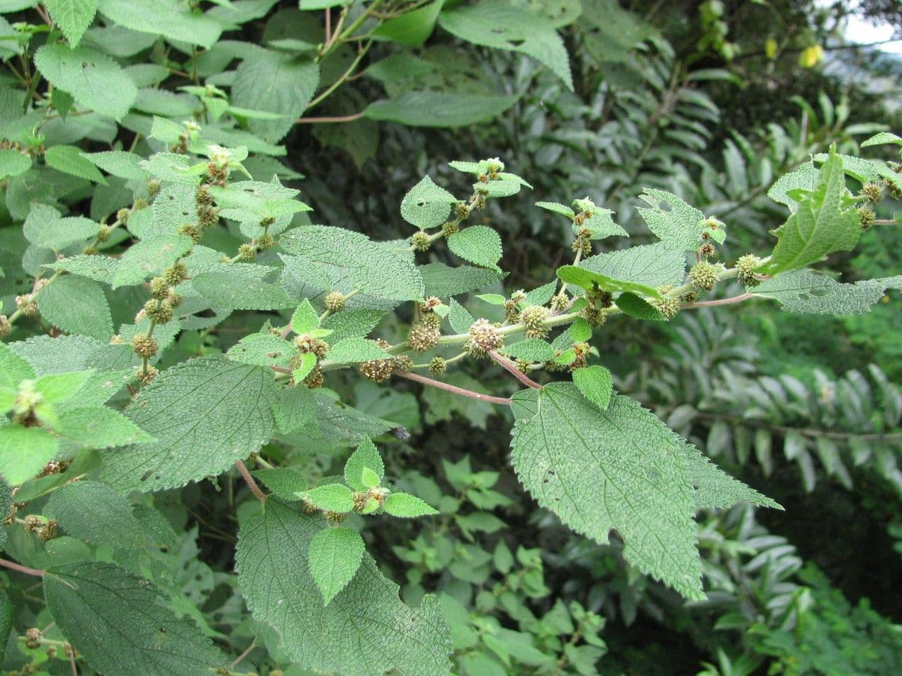 Phenax rugosus 6