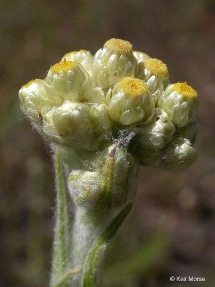 Pseudognaphalium stramineum 4