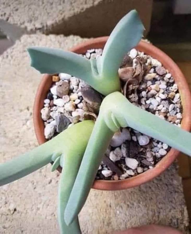 Cheiridopsis 5