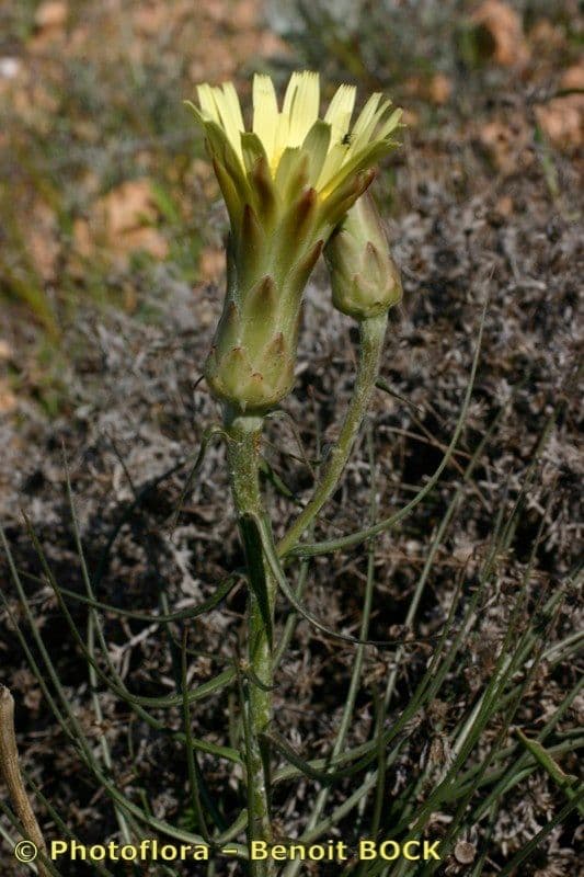 Scorzonera graminifolia 8