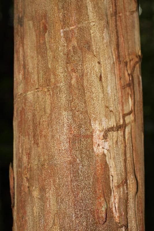 Guayaba de olor 17