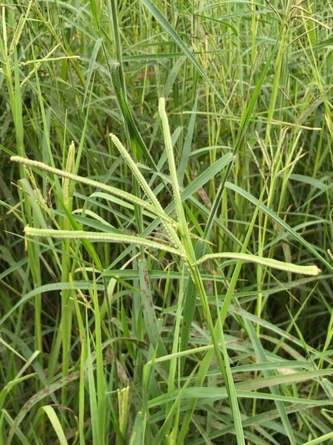 Paspalum scrobiculatum 3