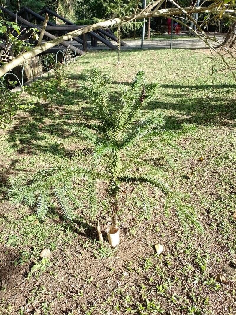 Araukaria wąskolistna 21