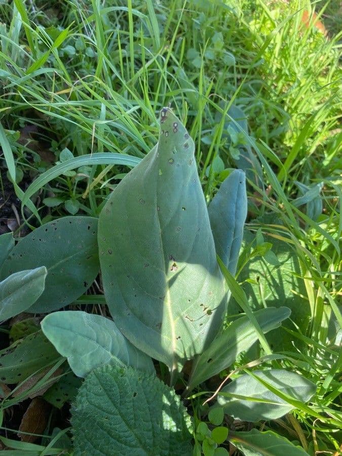 Cinoglosa 16
