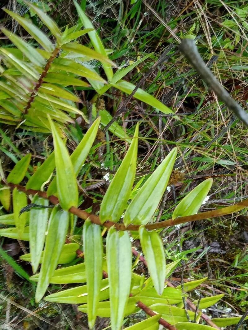 Epidendrum 3
