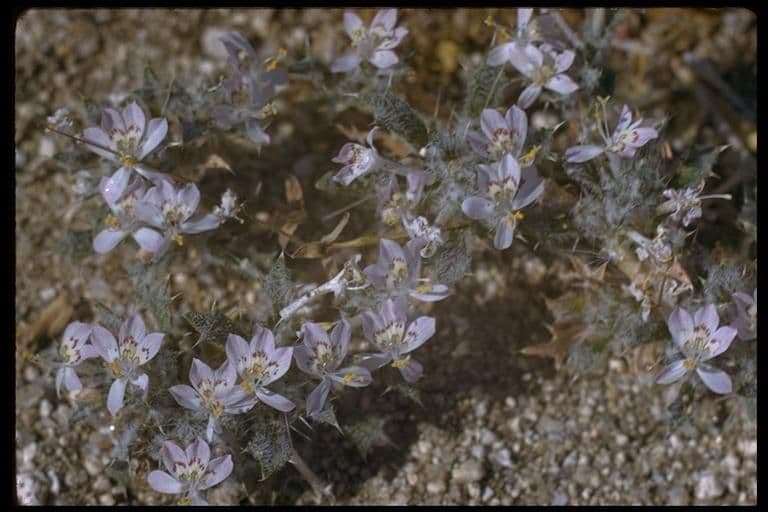 Loeseliastrum schottii 11