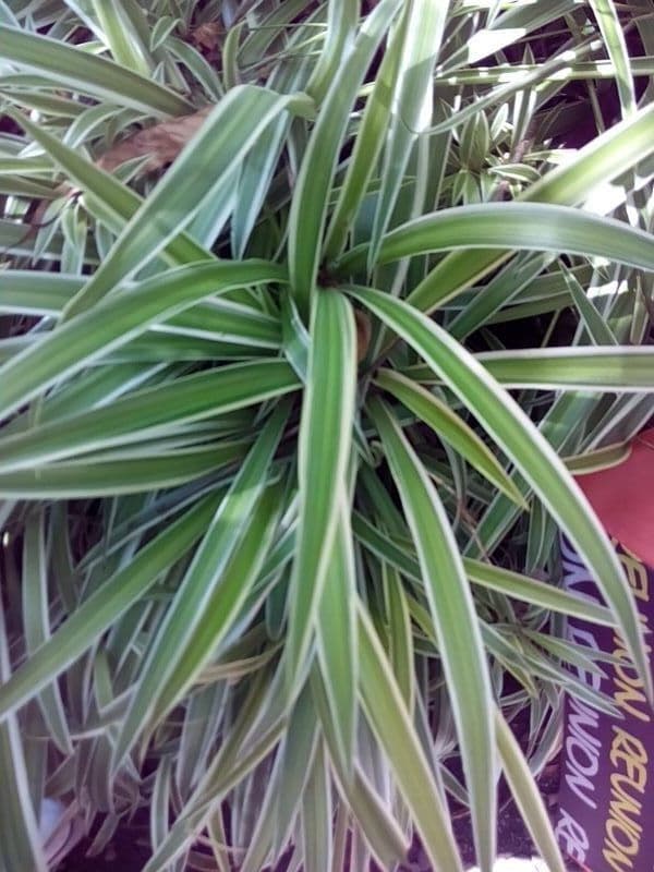 Pandanus tectorius 15