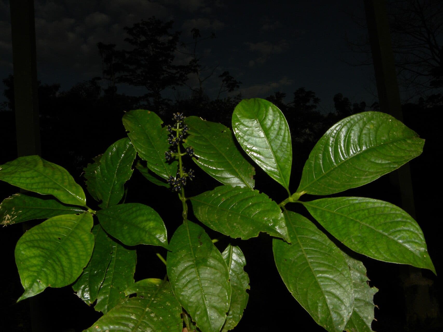 Psychotria rameuse 12