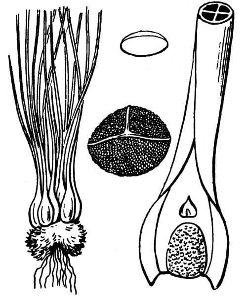 Isoetes setacea 17