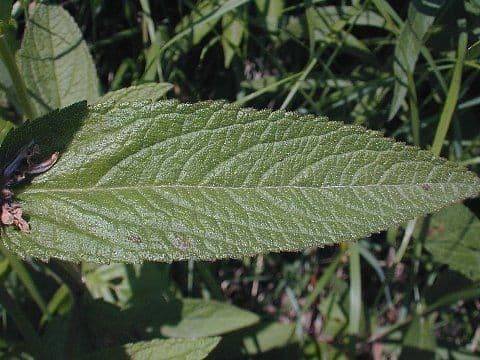 Rasca chlpatá 6
