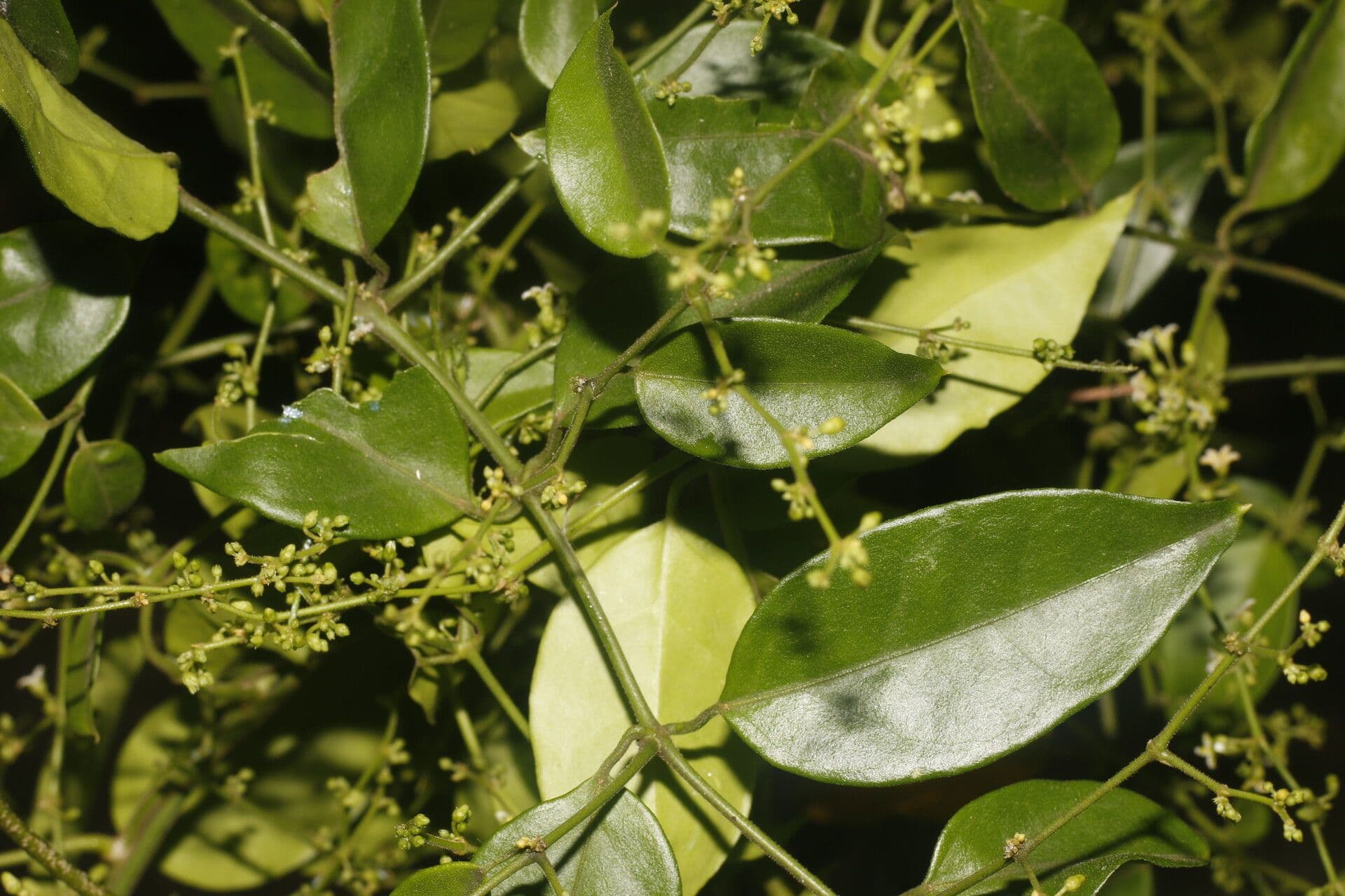 Tassadia 8