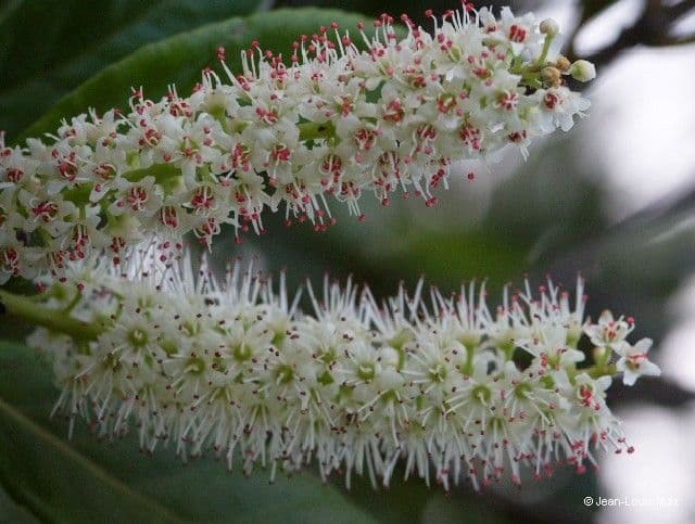 Cunonia 3