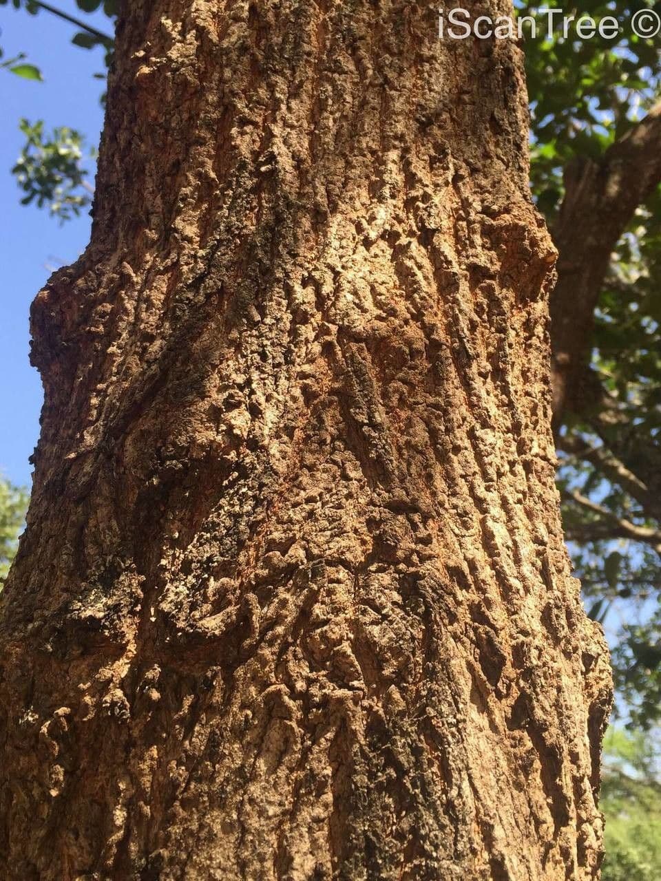 Terminalia 10