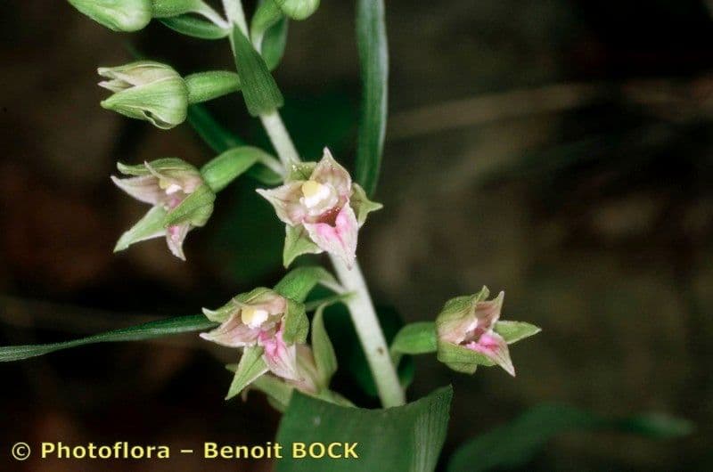 Epipactis leptochila 19