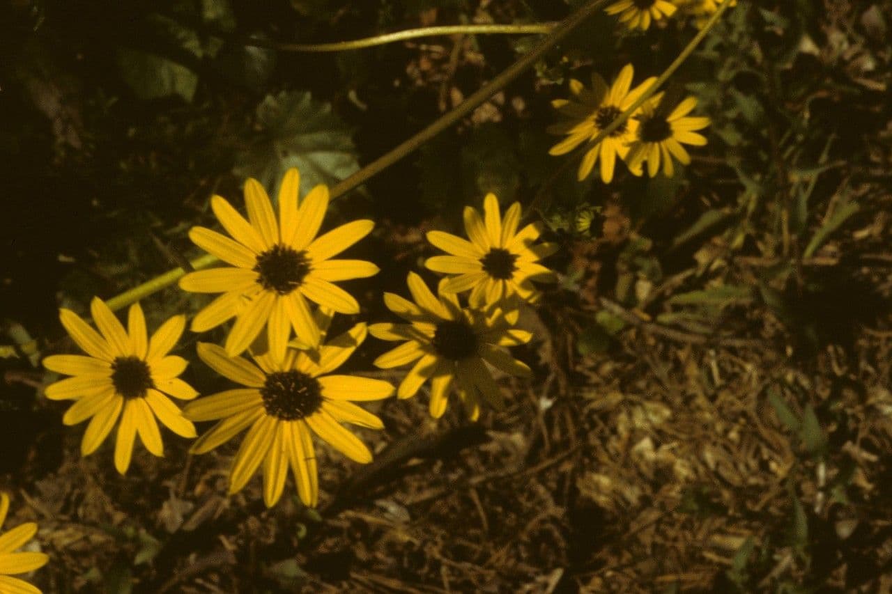 Dark-eyed sunflower 10
