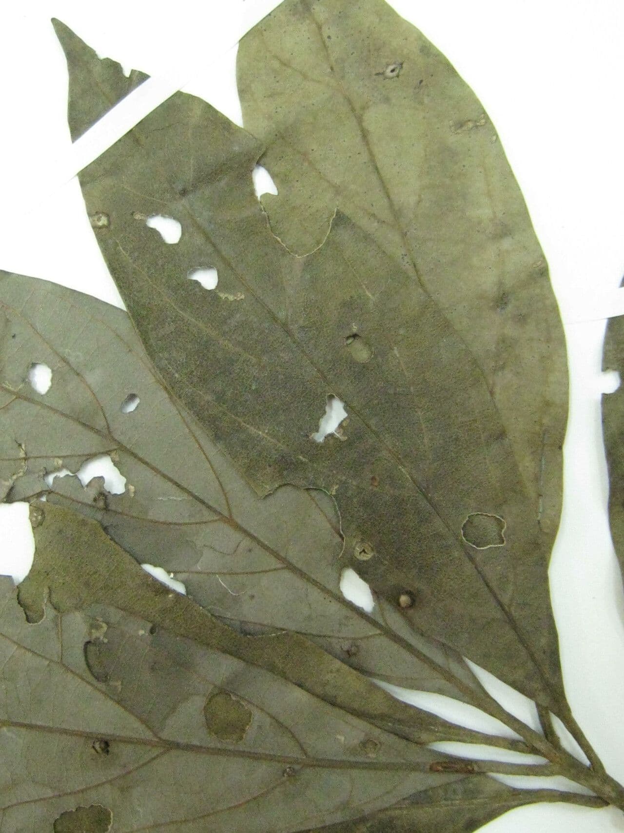 Ocotea 10