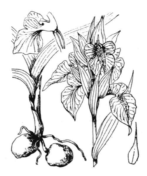 Serapias neglecta 22