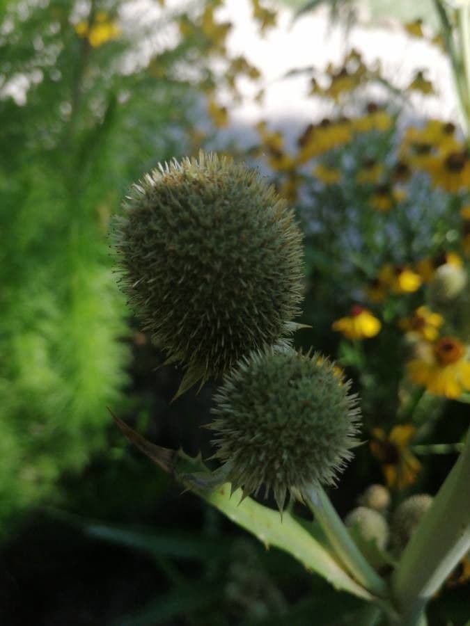 Panicaut