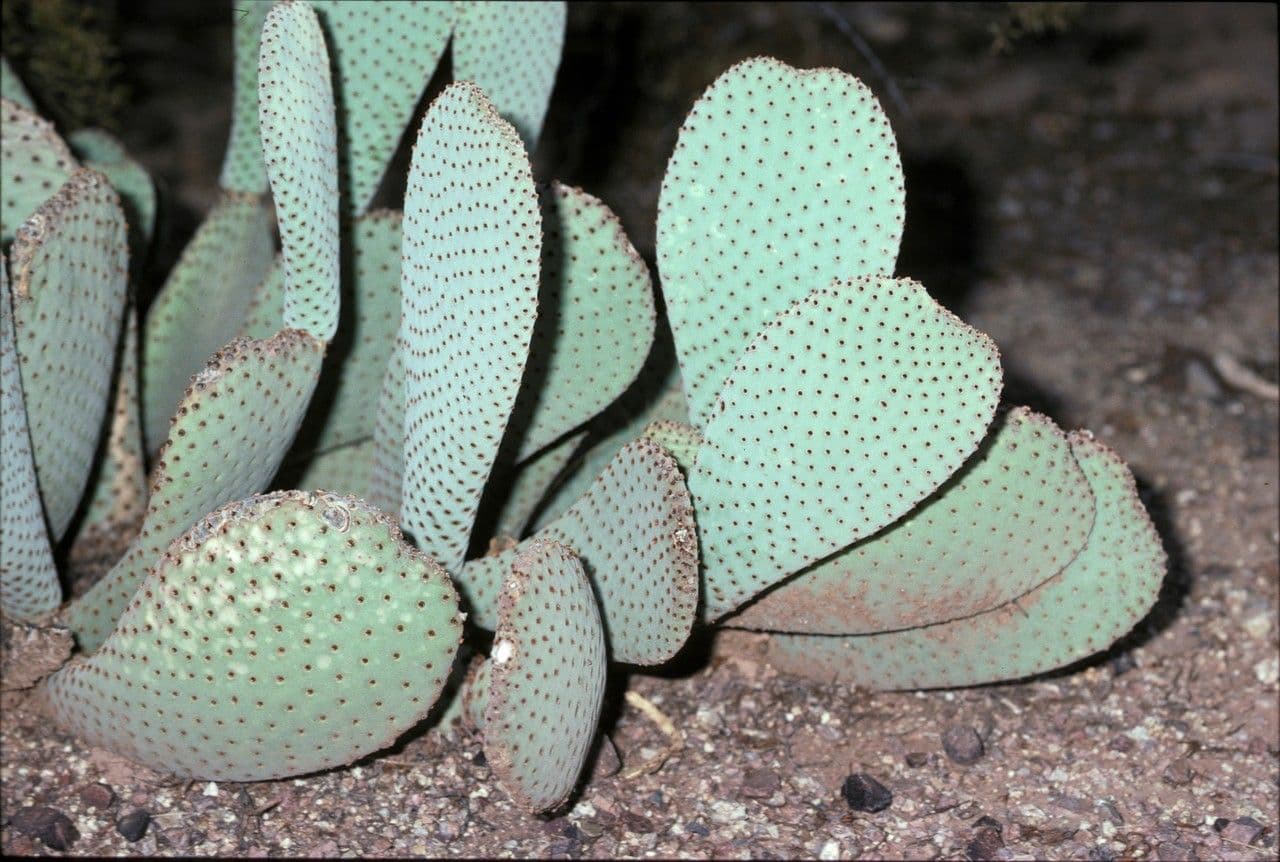 Opuntia basilaris 17