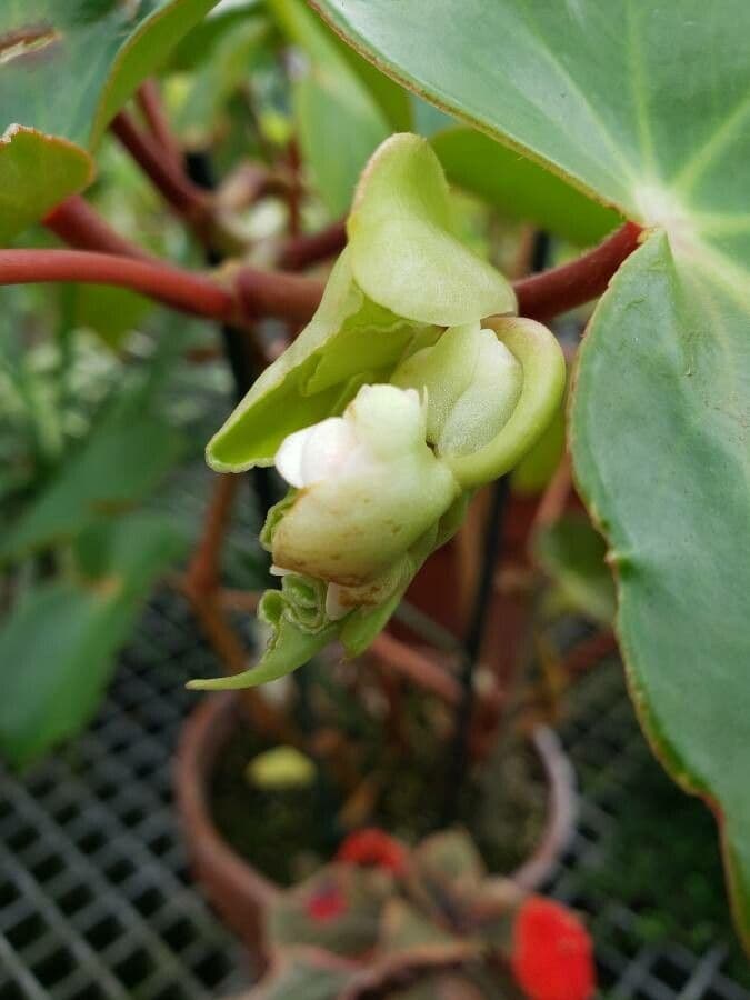 Begonia 2